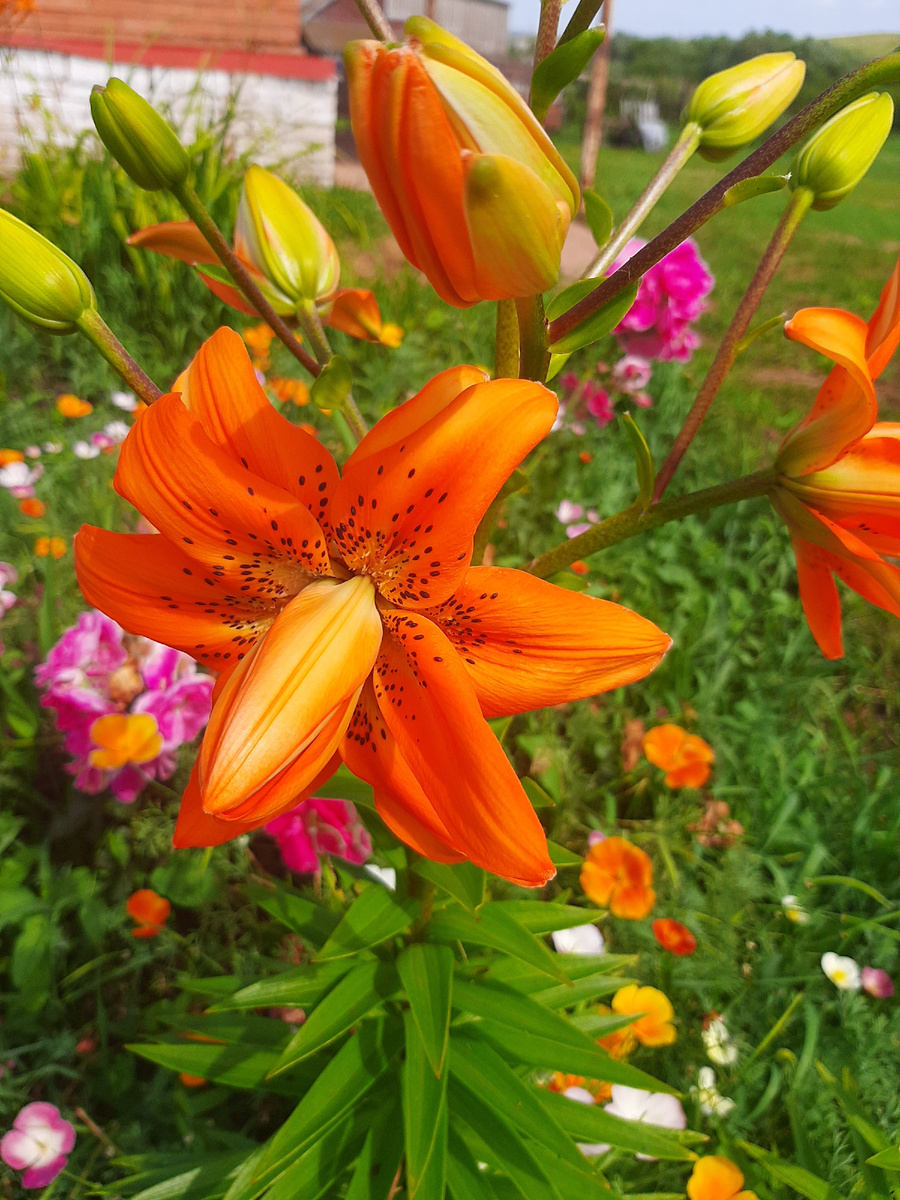 Азиатская лилия. Как обычно, обещали один цвет, на деле - вот такая оранжевая красотка.)