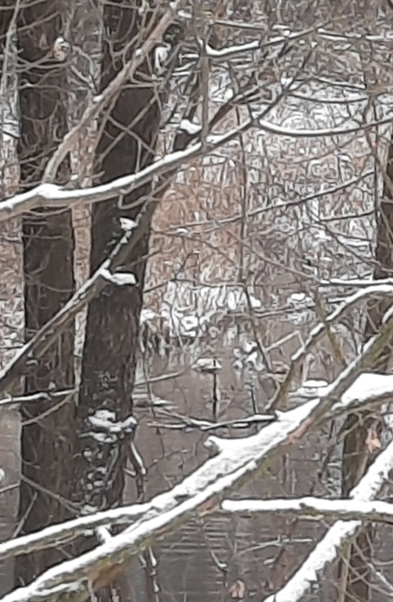 Найдите лебедей. Фото автора 