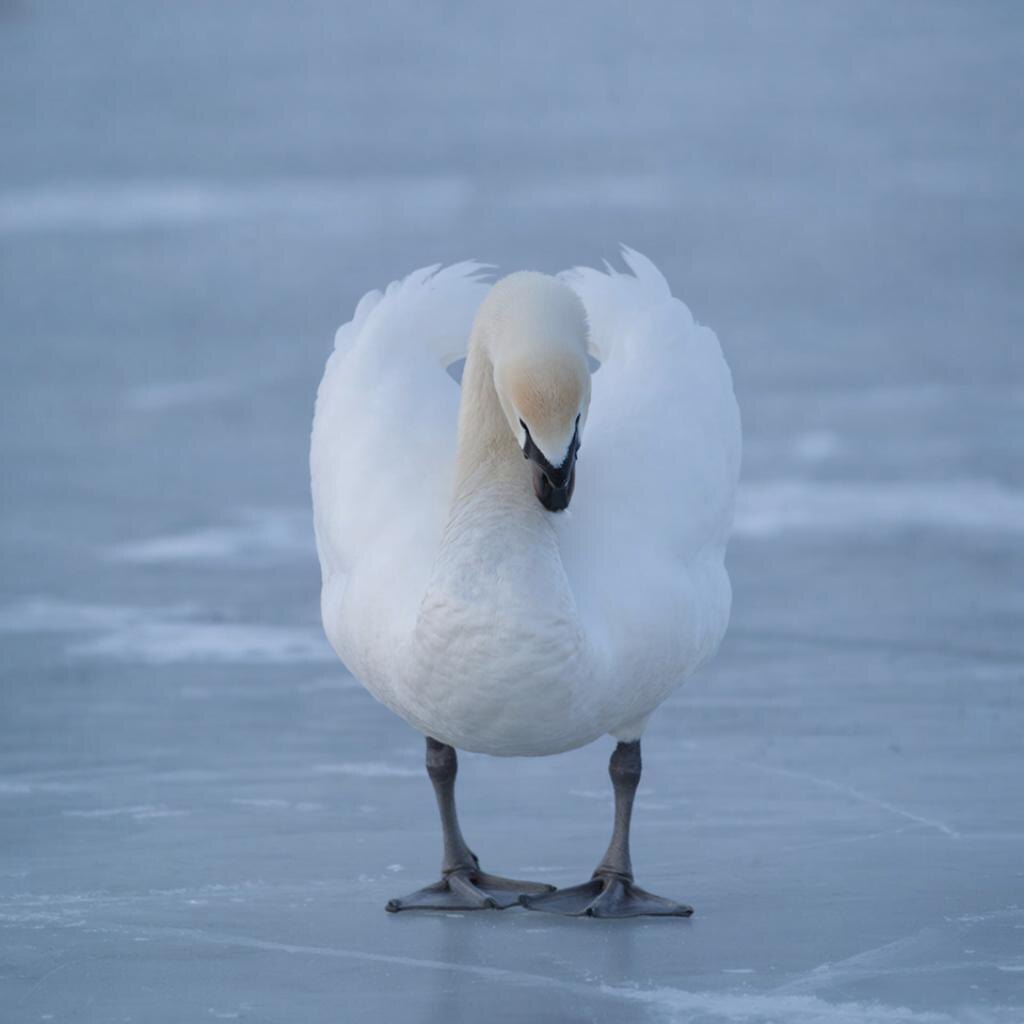 Белый лебедь на льду. Изображение созданно с помощью Giga Chat.