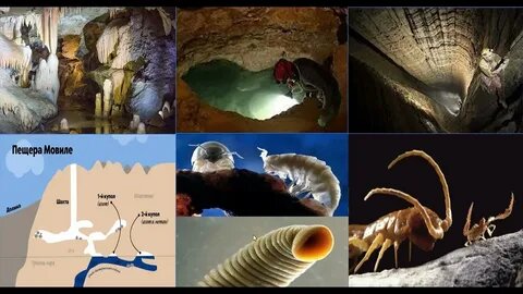 Пещерная экосистема