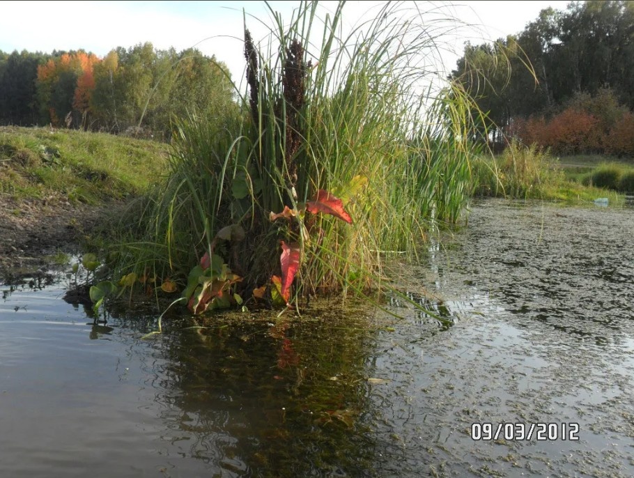 Болото у соседнего села.
