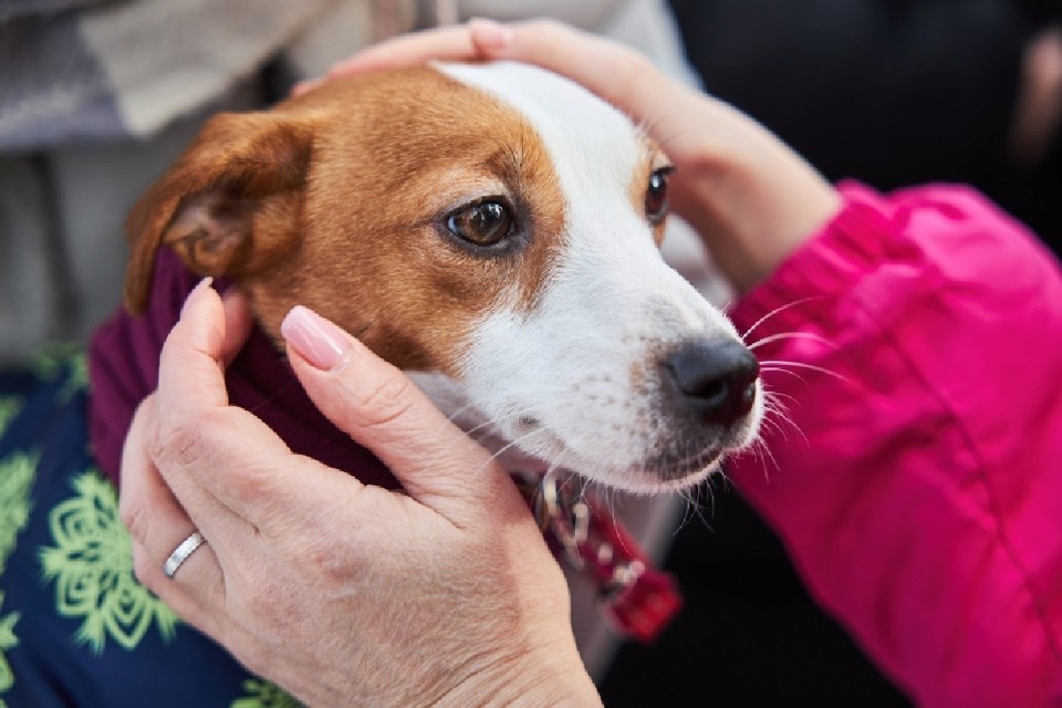    В квартире голодали 40 собак. Николай ОБЕРЕМЧЕНКО