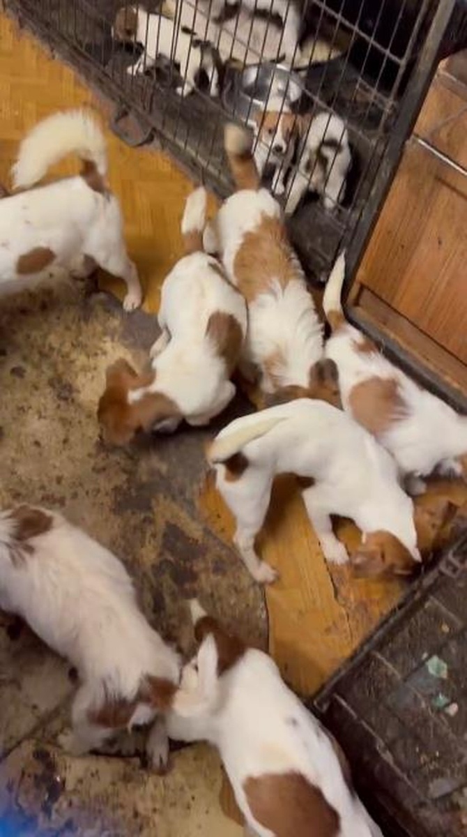    Собаки были истощенные. Фото: предоставлено "КП".