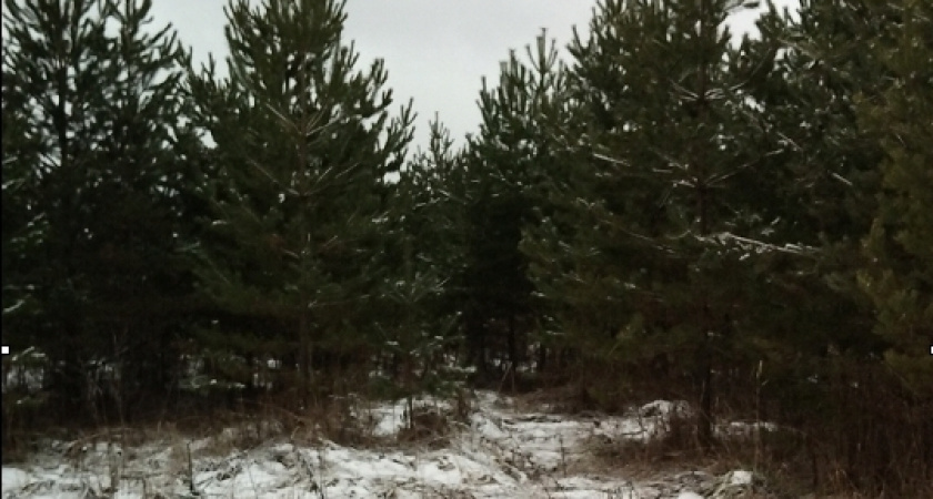    Фото управления Россельхознадзора по Кировской области, Удмуртской Республике и Пермскому краю