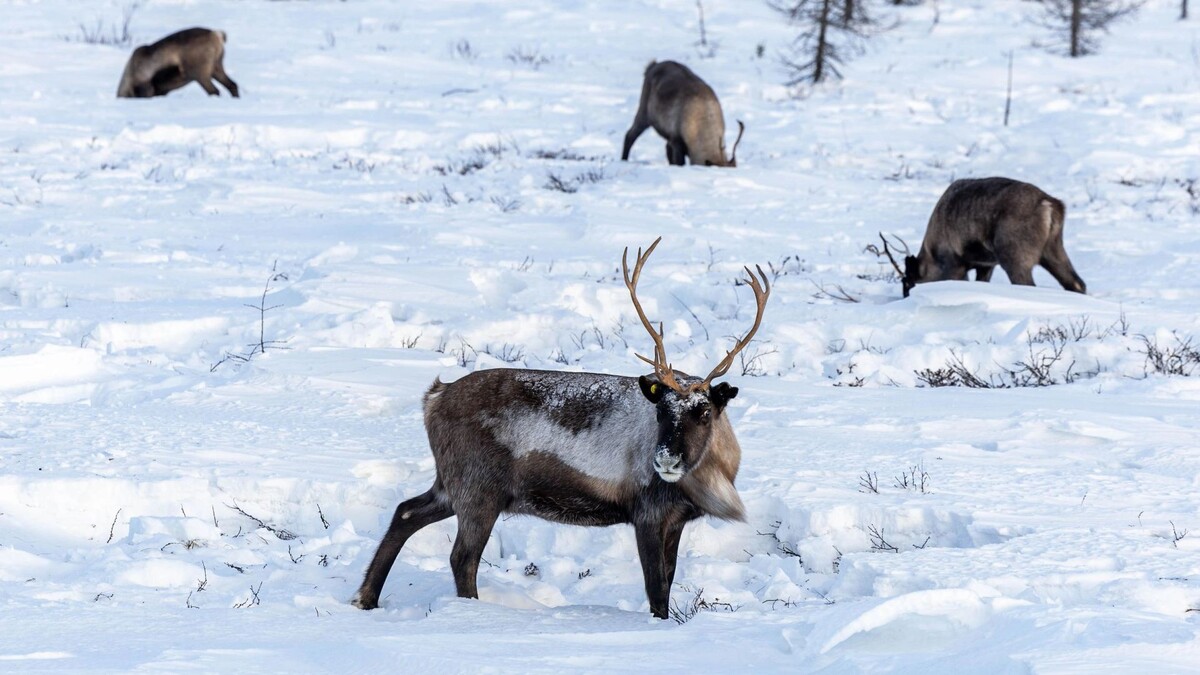    Фото: Александр Чирва / «Ямал-Медиа»