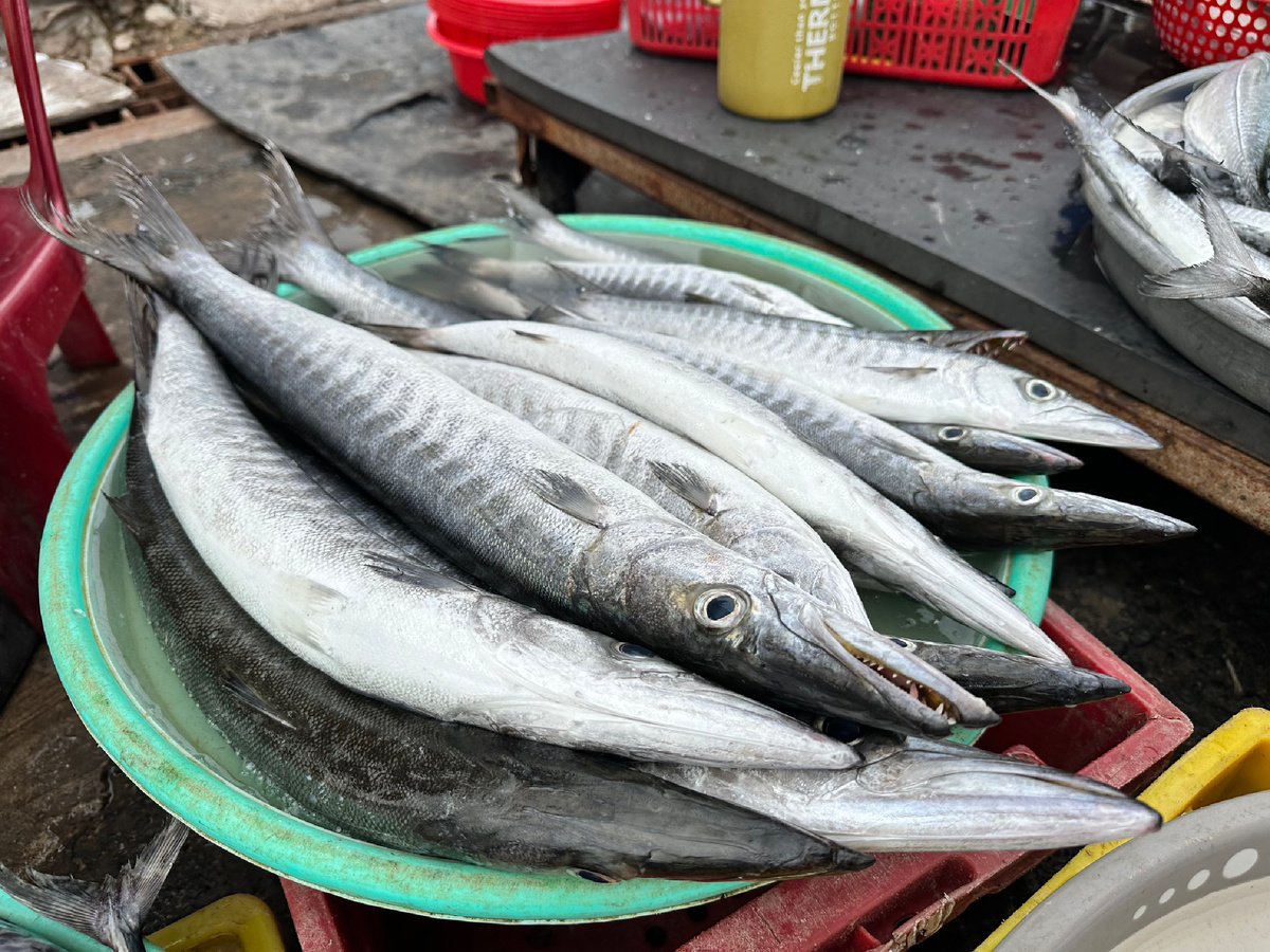 Рыба барракуда.