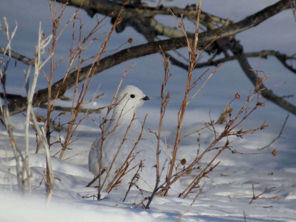 Белая куропатка почти неразличима на фоне снега. (с) А. Анчин. 