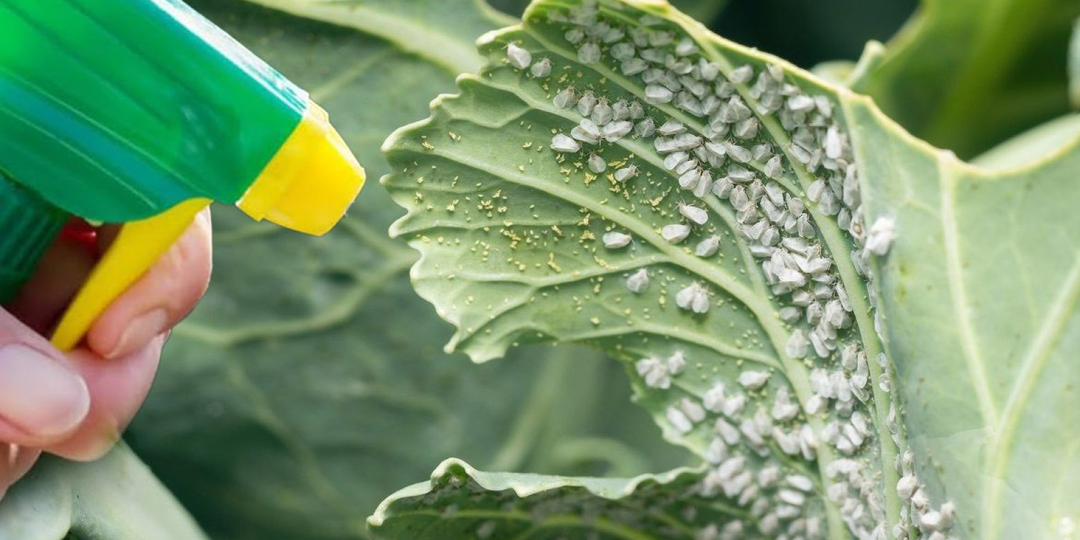 Как навсегда избавиться от белокрылки за 100 рублей: рабочий метод от опытного садовода