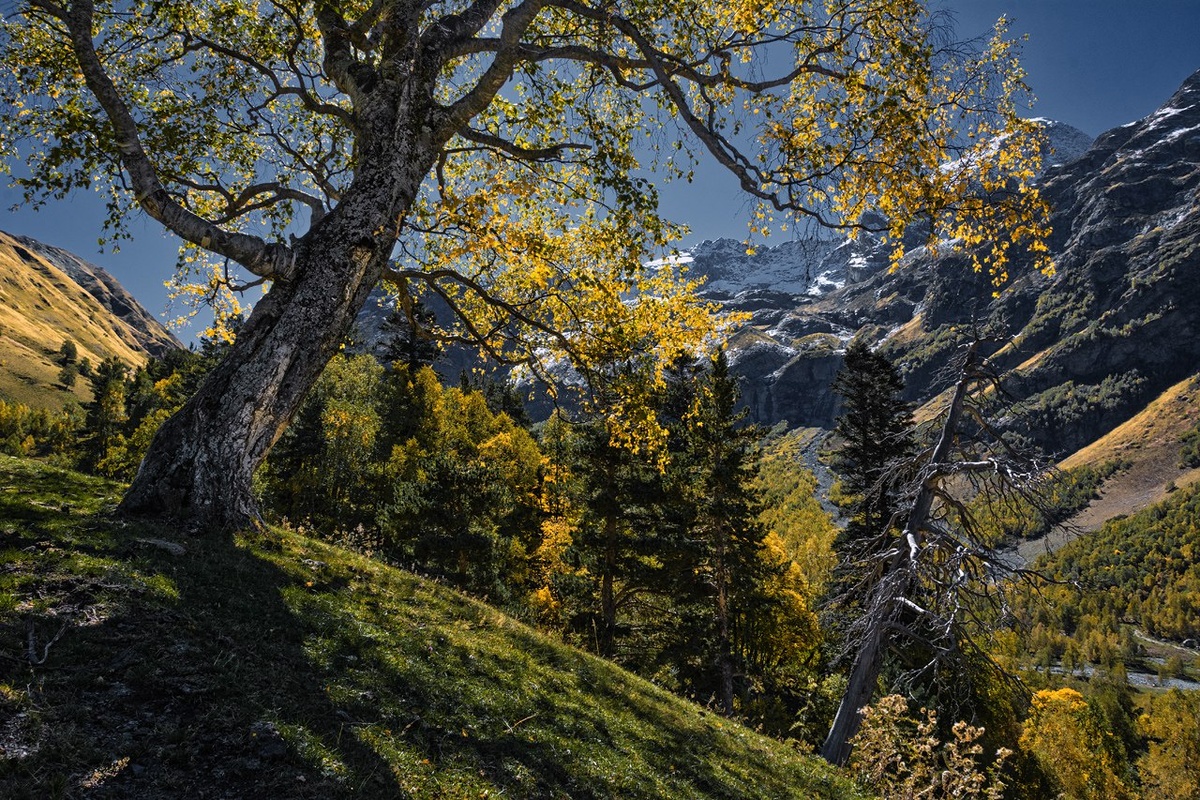 Берёза радует своим живым видом, ель - своей стойкостью, а горы радуют всем :)