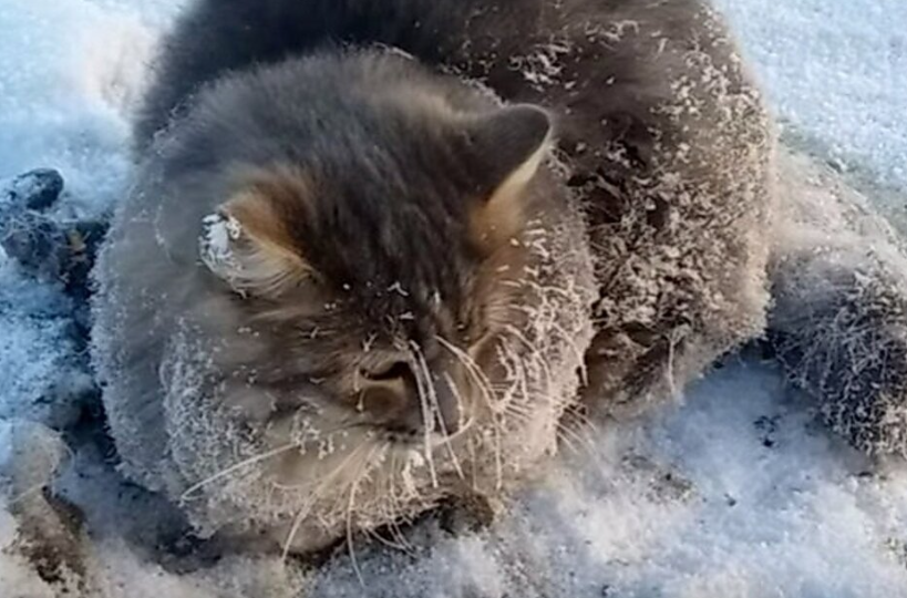 Лапки кота вмерзли в лед, обездвижив животное в -35℃