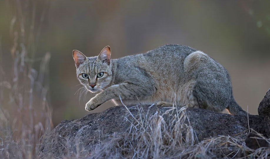 Дикая африканская степная кошка. Национальный парк Крюгера, ЮАР