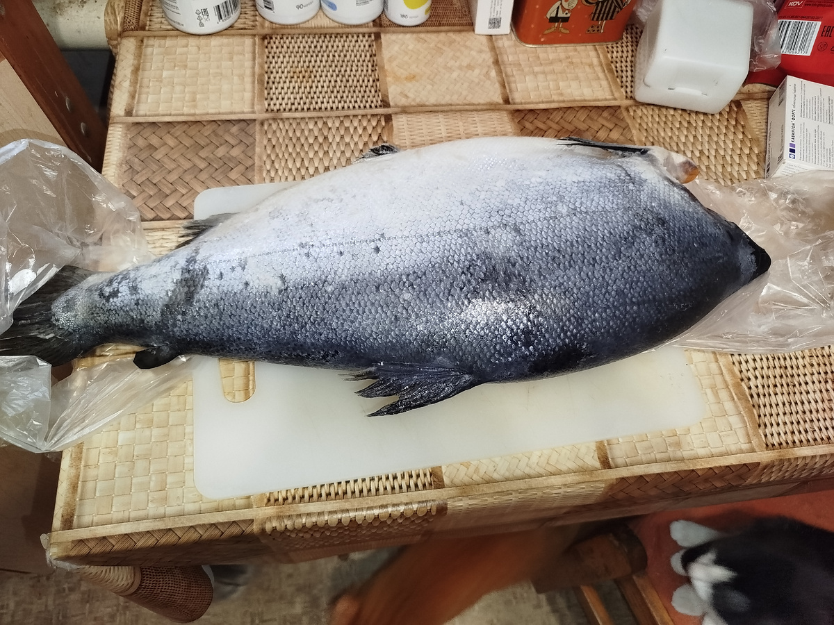 Вот он красавец во все свои 3 кг 700 грамм со вьющимися кошками в предвкушении под ногами