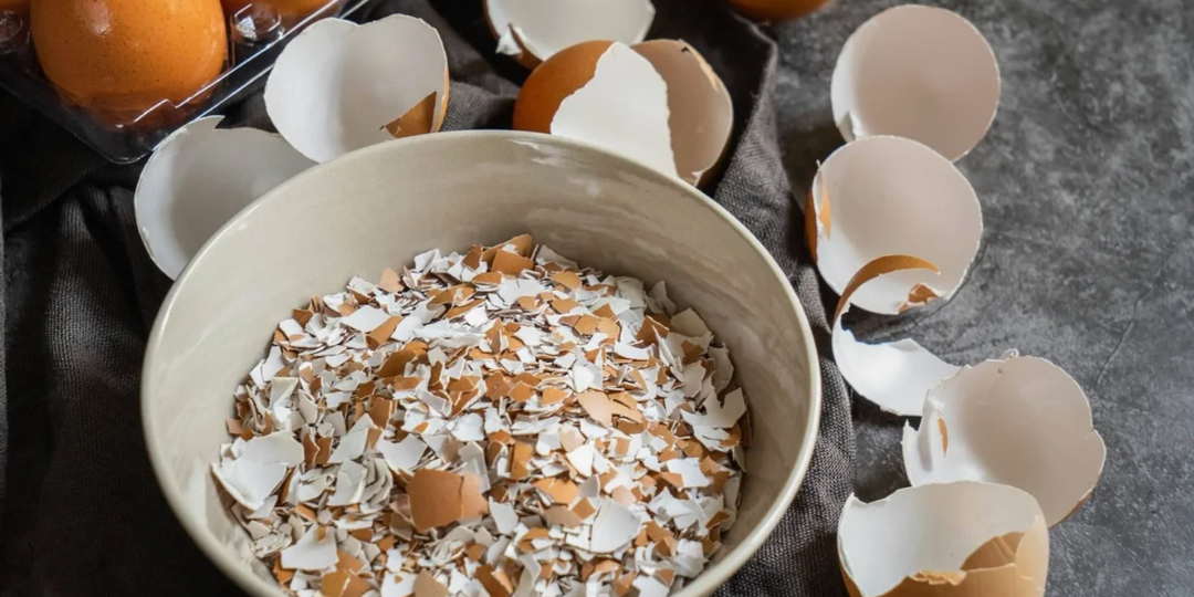 Вы неправильно применяете яичную скорлупу в огороде