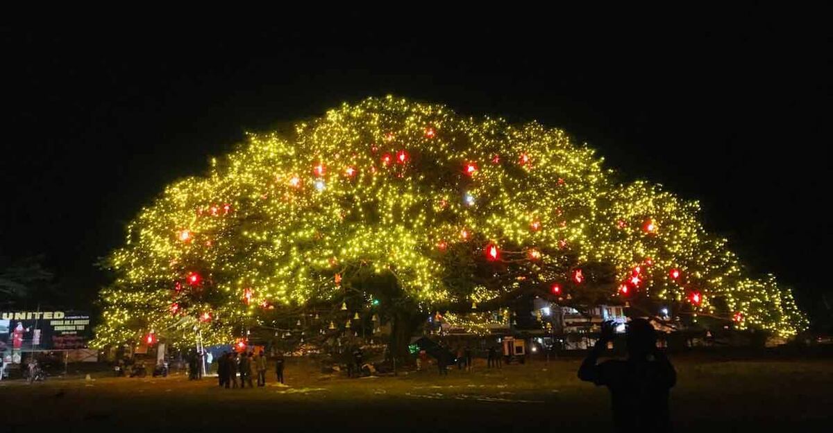 Fort Kochi's legendary, natural Christmas tree: What's in store ...