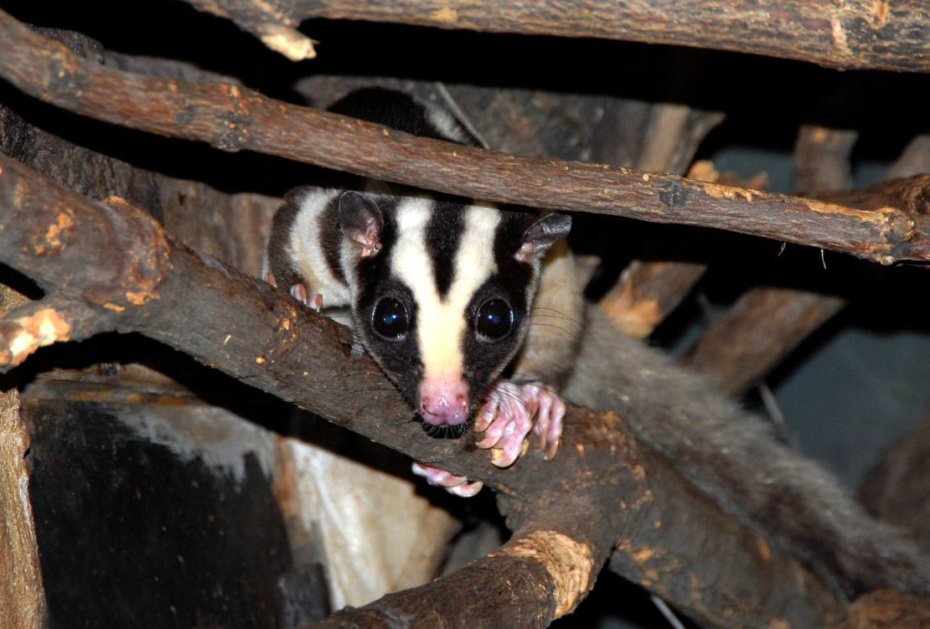    t.me/svetlanaakulova1*