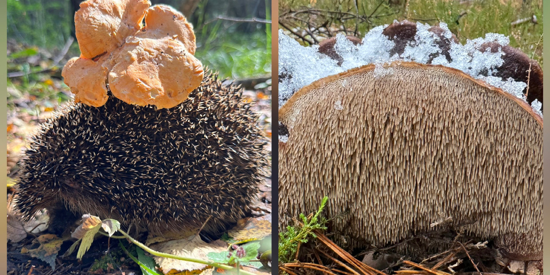 Грибы-ежовики: от «кота» до «львиной гривы»