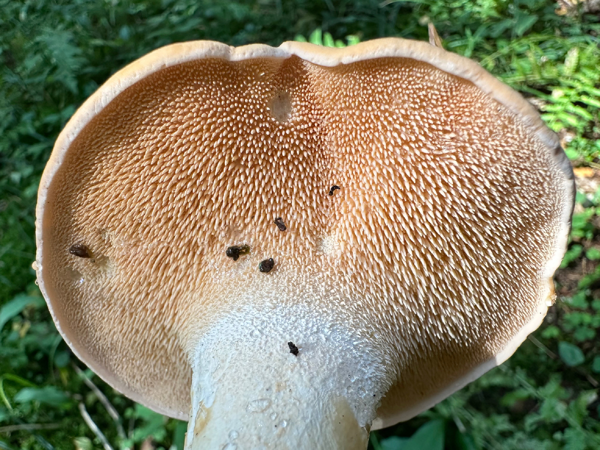 Ежовик жёлтый (Hydnum repandum)