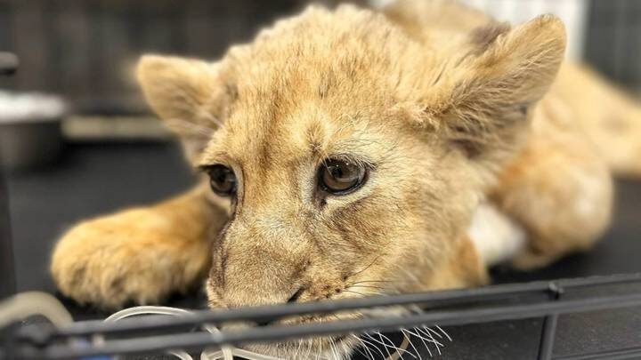  Фото: Прокуратура Москвы