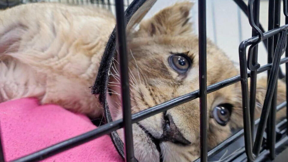     Его трясет от боли и страха: ветеринары забрали у блогера львенка в Москве "112"