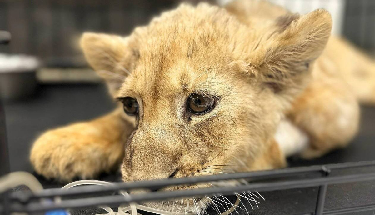     Прокуратура Москвы