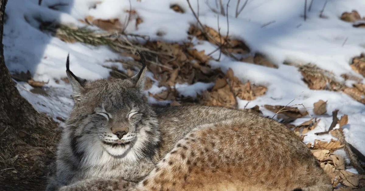 Фото из Яндекса 