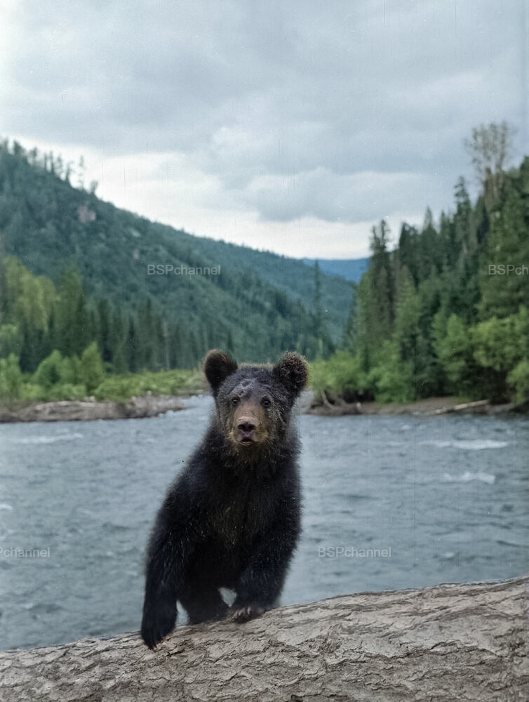 Фотограф: Василий Шапошников