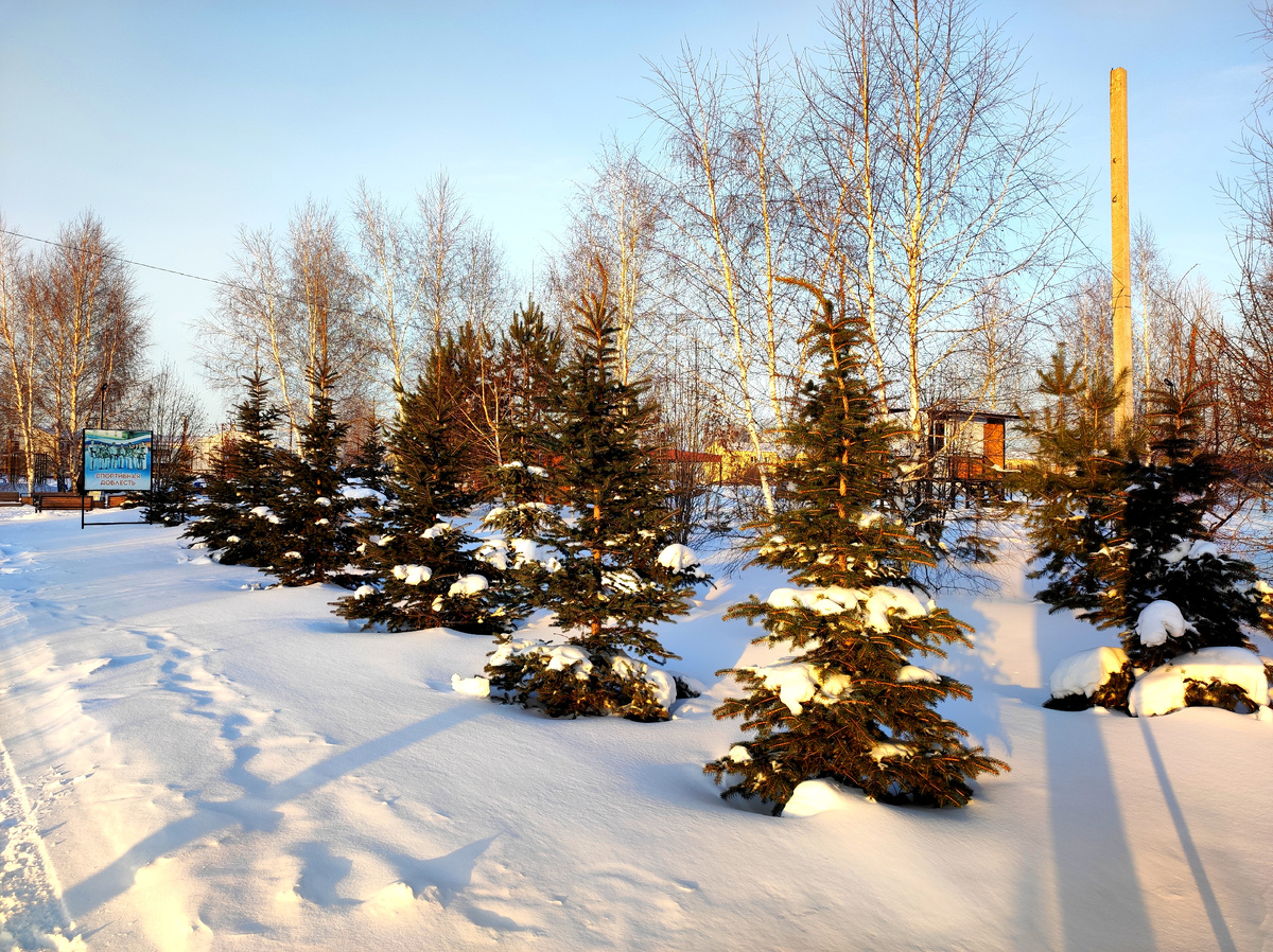 Моя прогулка Лесной городок . Фото автора 