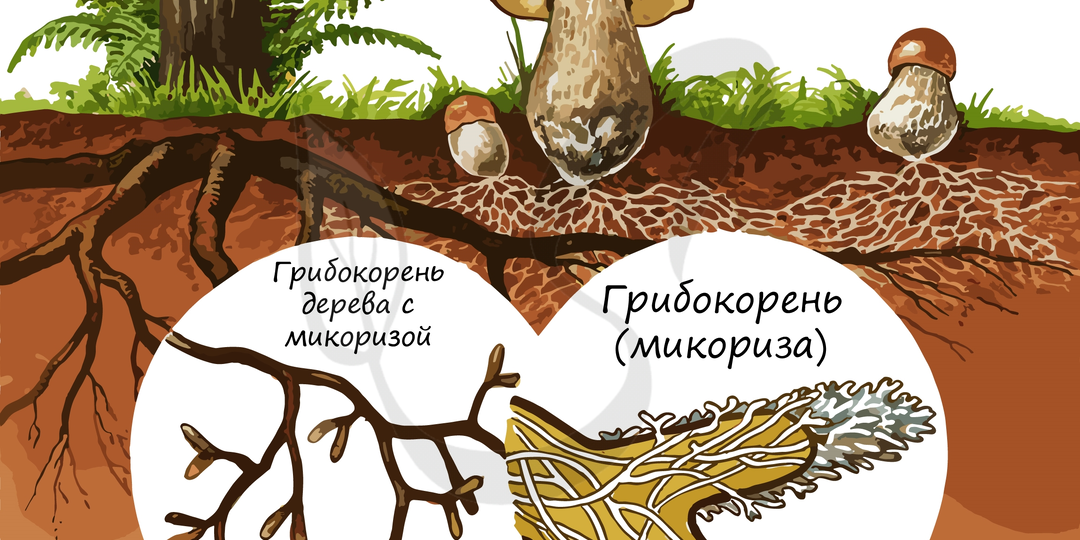 Про грибы. Базидиомицеты - "убийцы" угля и "творцы" леса