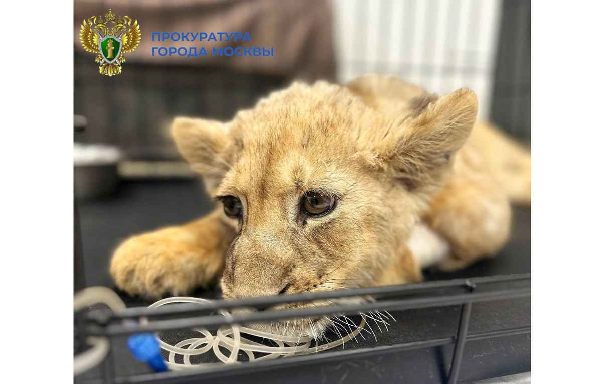 Официальный Telegram-канал прокуратуры города Москвы