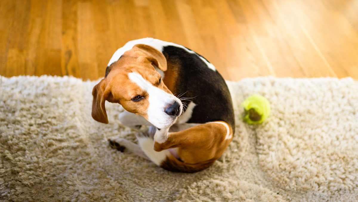     Фото: Przemek Iciak/Shutterstock/FOTODOM Первое и основное подозрение — паразиты. Реакция на укус даже одной блохи (аллергия на ее слюну) может быть настолько сильной, что покроет все тело животного