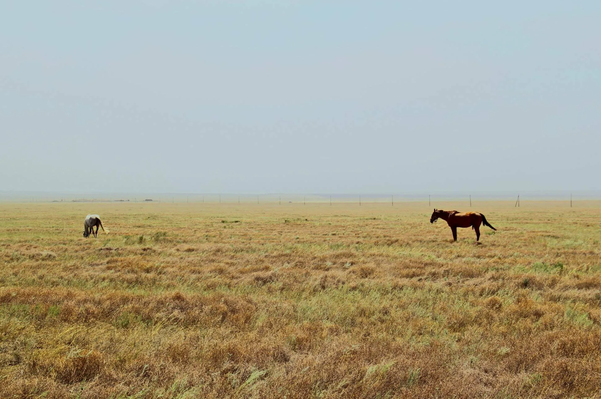 Степи Калмыкии - идеальное место для жизни каракуртов