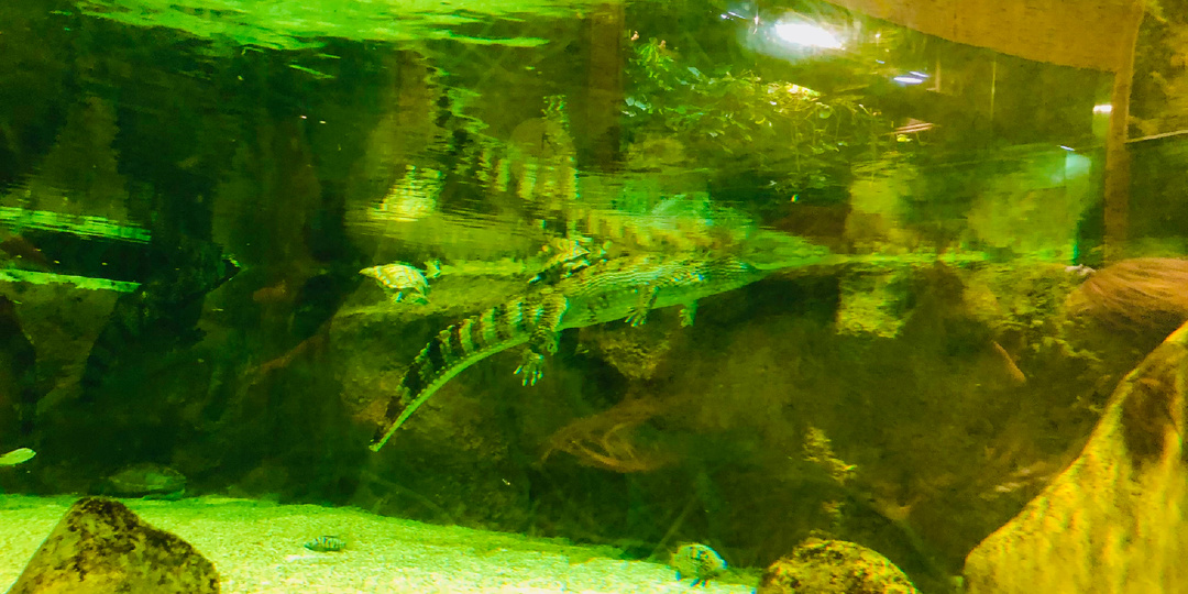 Уже несколько дней не шевелится