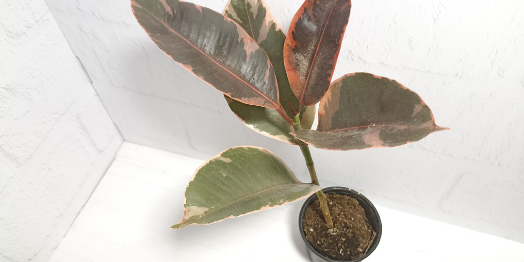 Фикус: внеплановое праздничное пополнение комнатных растений в доме