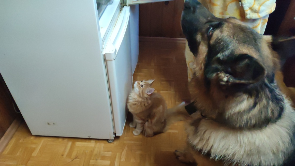 Утро. Хозяйка открыла холодильник. Все ждут завтрак