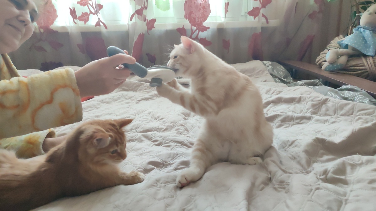 Кеша и Персик. Сегодня у них день вычесывания шерстки