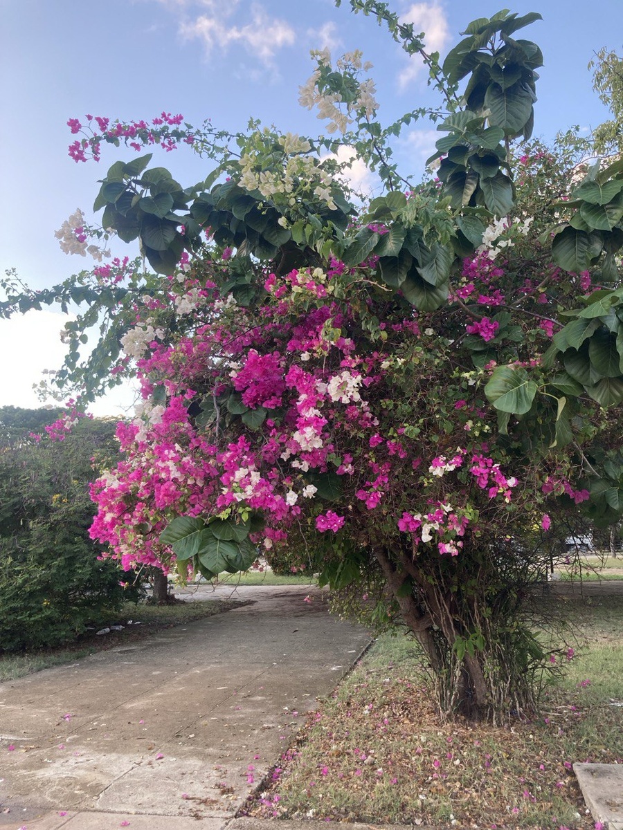 Зима на Кубе