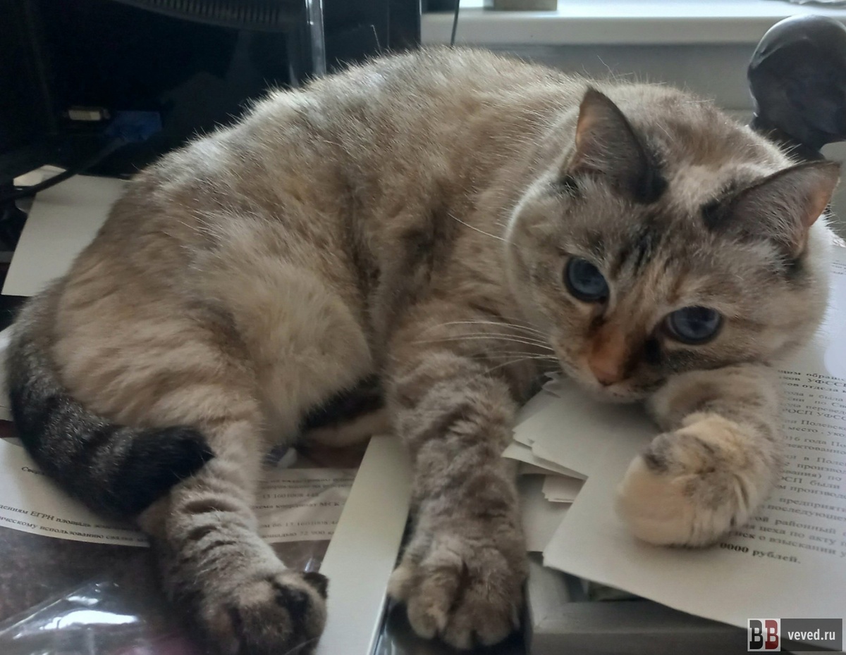     Фото: Вечерние ведомости