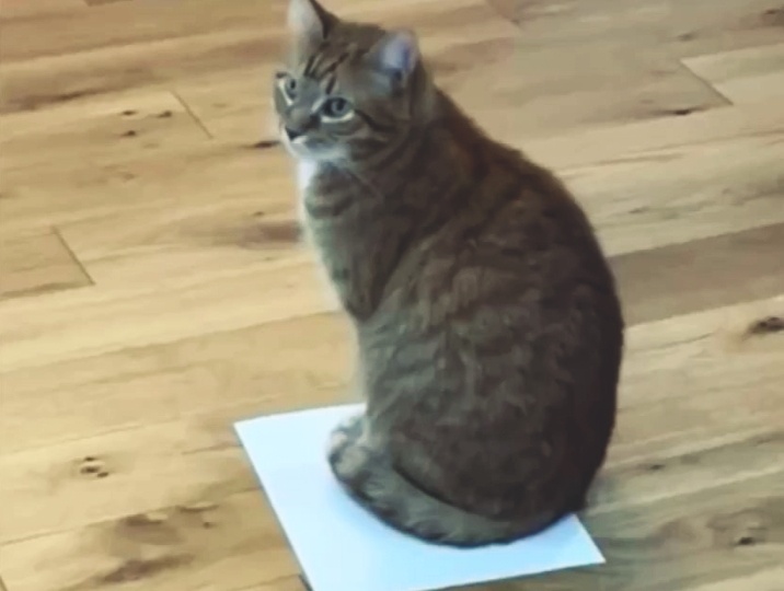 Эй, вы там внизу, я все вижу 