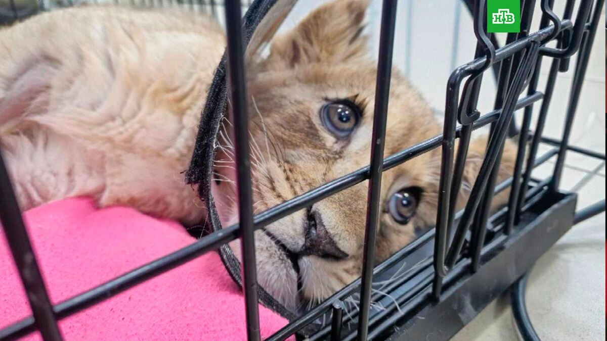    Фото: moscowproc / t.me