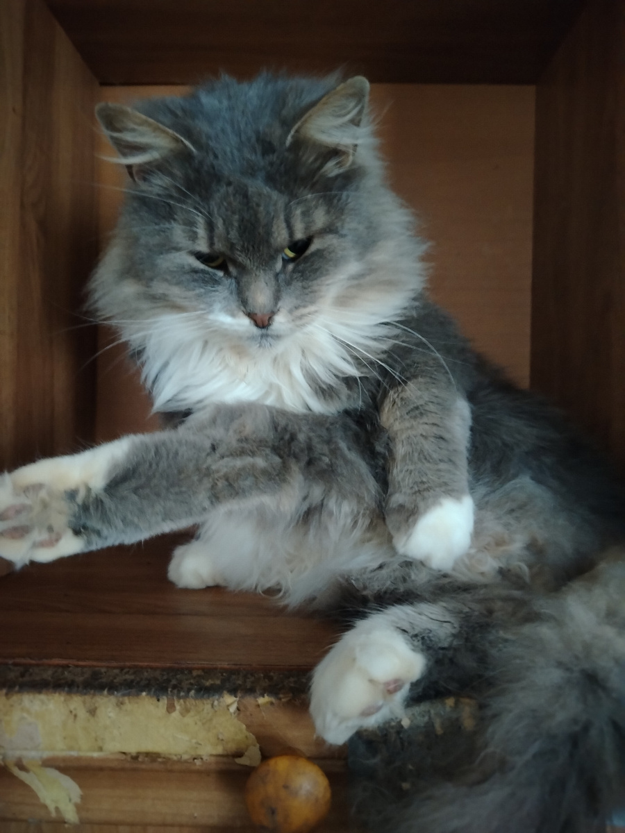 ФЕНЕЧКА. Первый дом. 