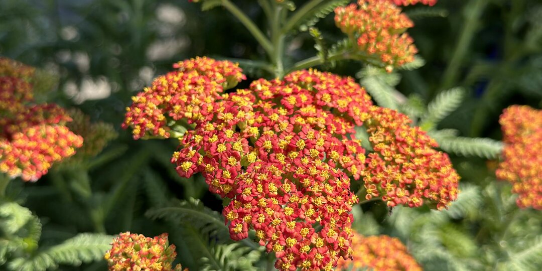 Тысячелистник — целитель, который растёт у тропинки