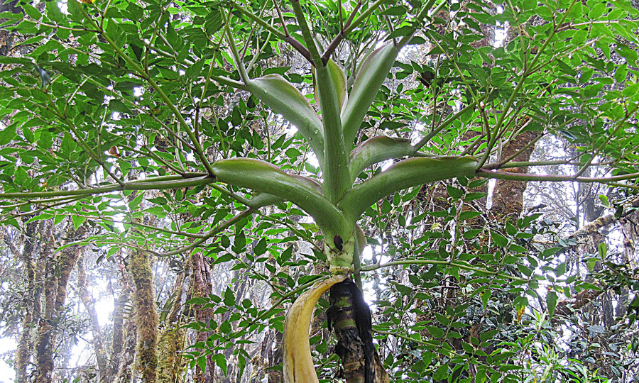 Семейства Цветковых. Зонтичные