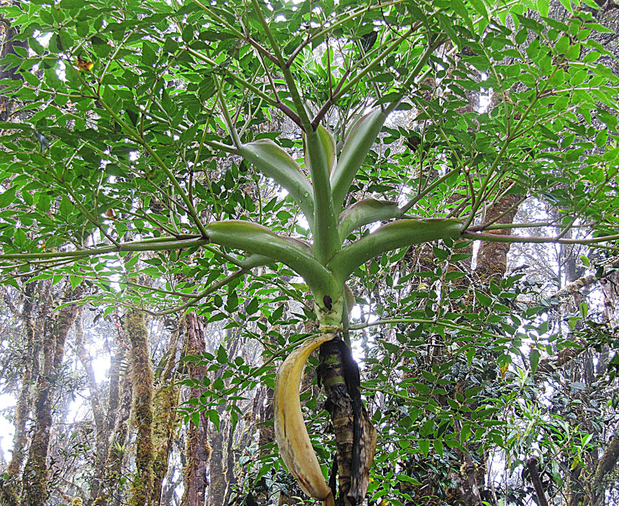 Вымахал укропчик!