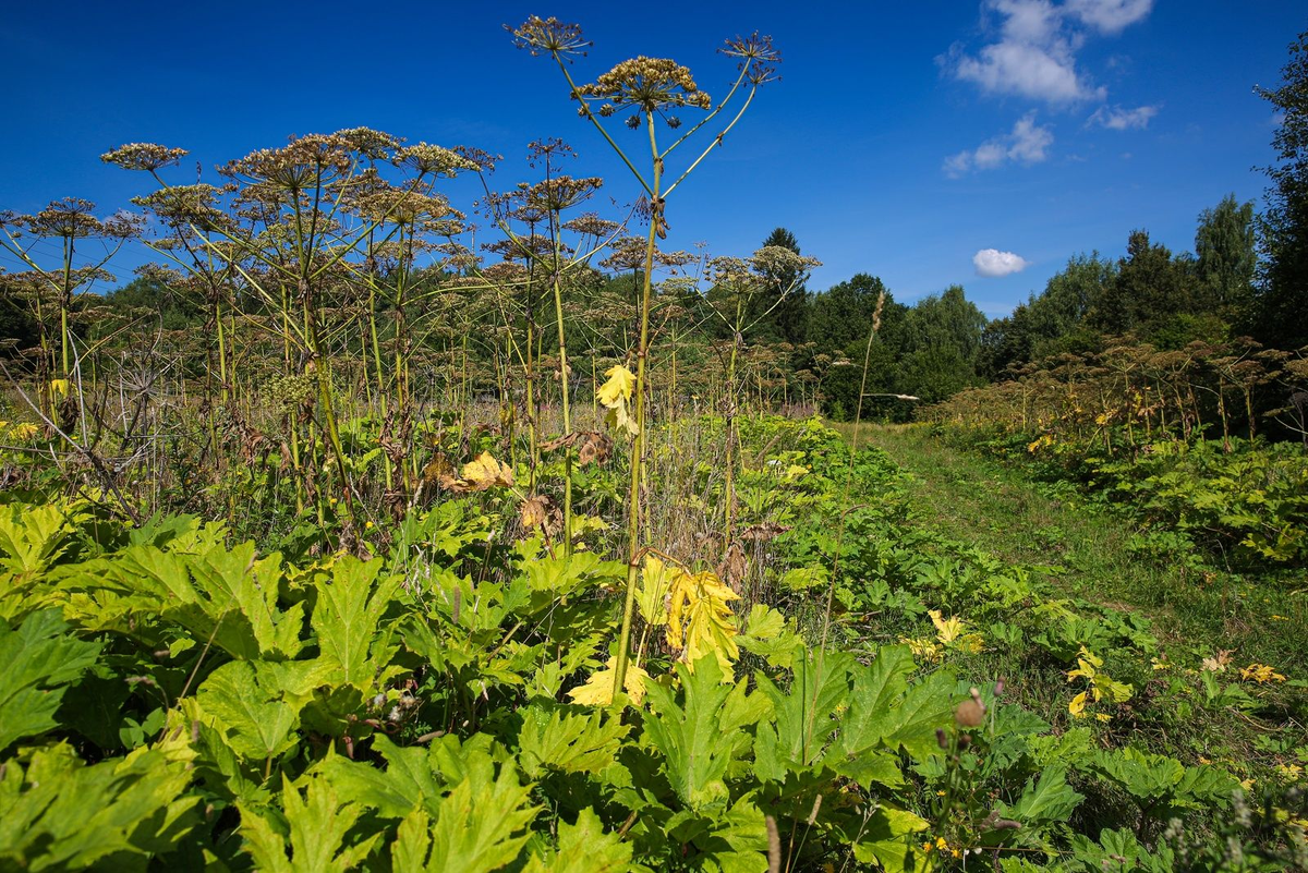 Борщевик Сосновского