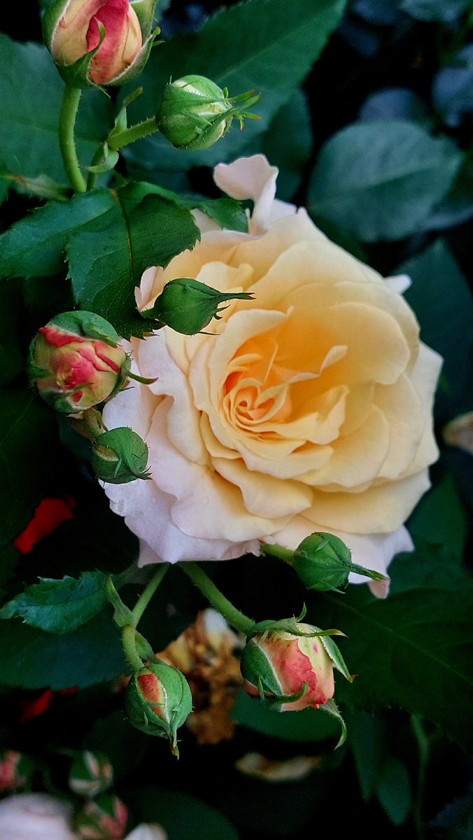 Карамелла. Шраб. Такая вот "карамелька" от меня для вас сегодня). 