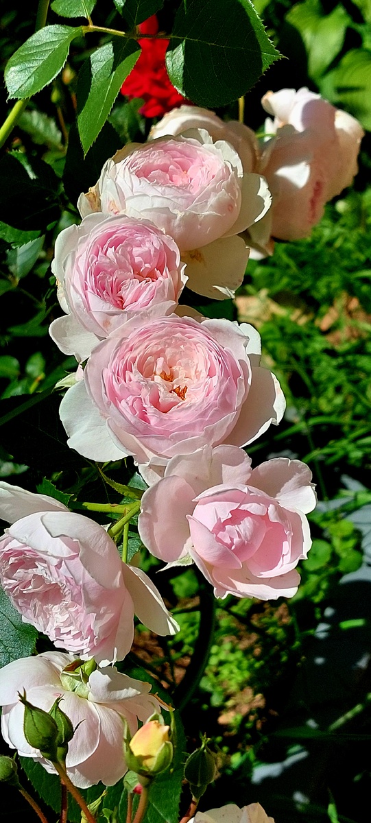 Герцогиня Кристиана. Флорибунда. "Розовые бусы")