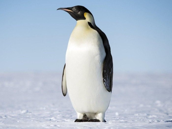 Пингвин