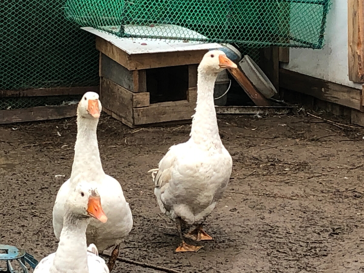 Фото автора. Если что, гусей с фото мы не жарили. Просто гуси, которые живут у одной бабуси)