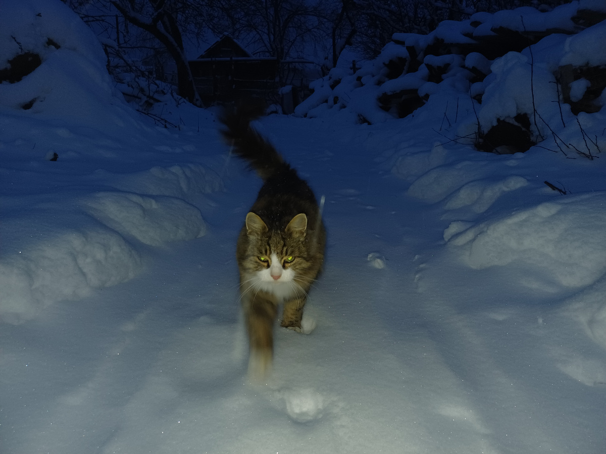 Приблудившаяся кошка в снегу