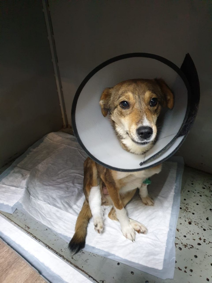 Любимица Пушка. Специалистка по самолечению, отчего несколько раз снова попадала в стационар. Фото из архива автора